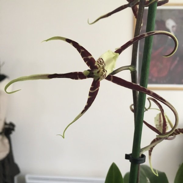 brassia
